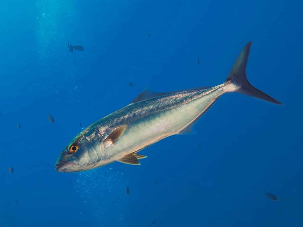 Come posso aiutare un coniglio a prevenire la formazione di palline di pelo?