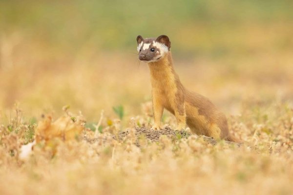 Quali sono le tecniche per testare l'efficienza del sistema di frenata in un veicolo da competizione?