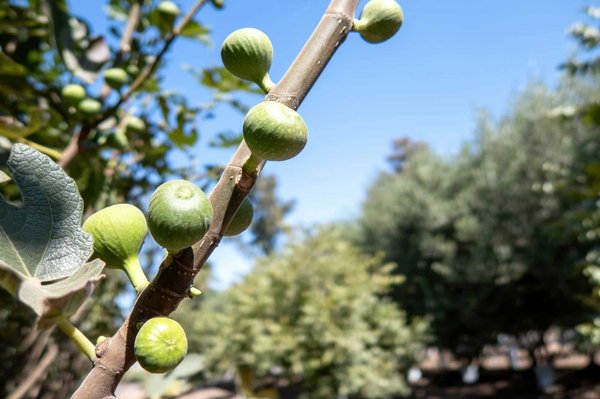 Come preparare dei biscotti al burro d'arachidi e fiocchi d'avena senza zuccheri raffinati?