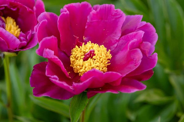 Quali sono i vantaggi dell'utilizzo di vernici ecologiche per interni e come sceglierle?